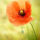 Mohn