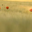 Mohn