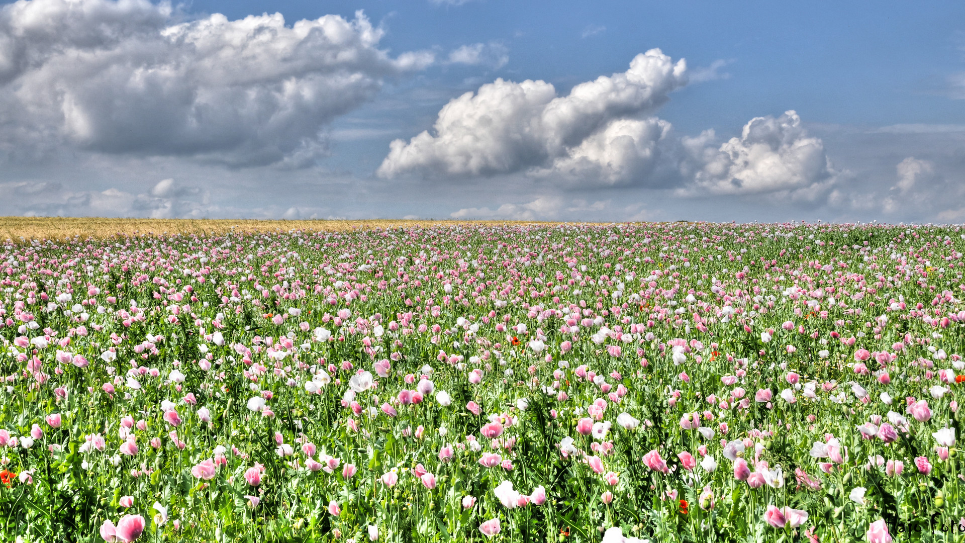 Mohn.....