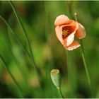 Mohn.