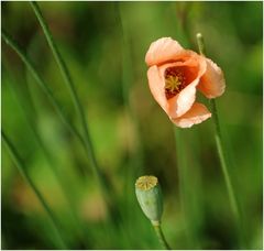 Mohn.