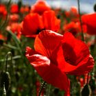 mohn