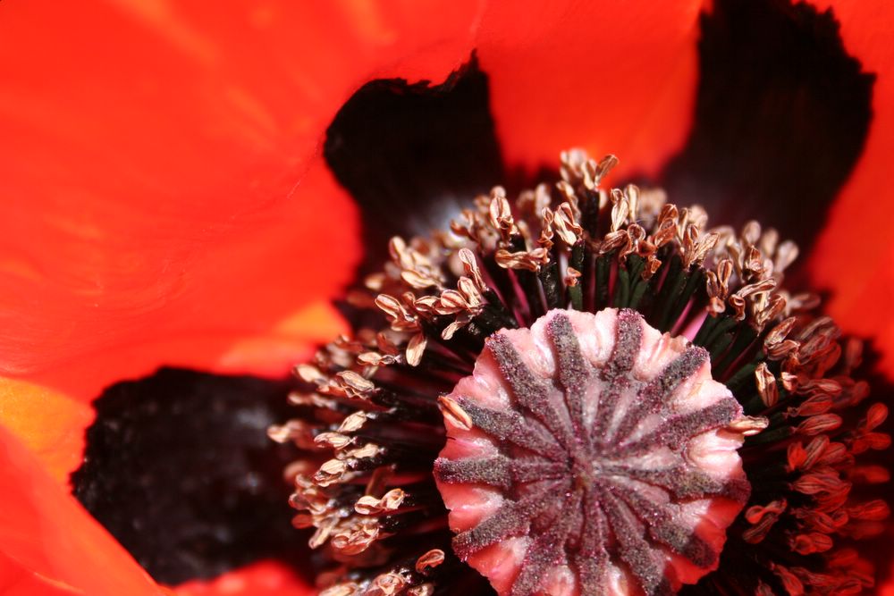 Mohn by Christian Kretke