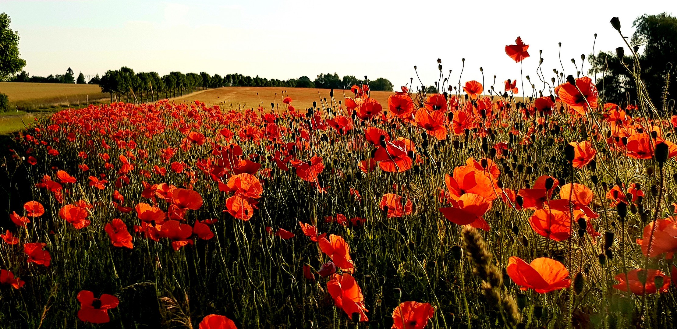 Mohn 