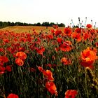 Mohn 