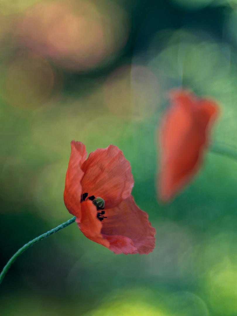 Mohn...