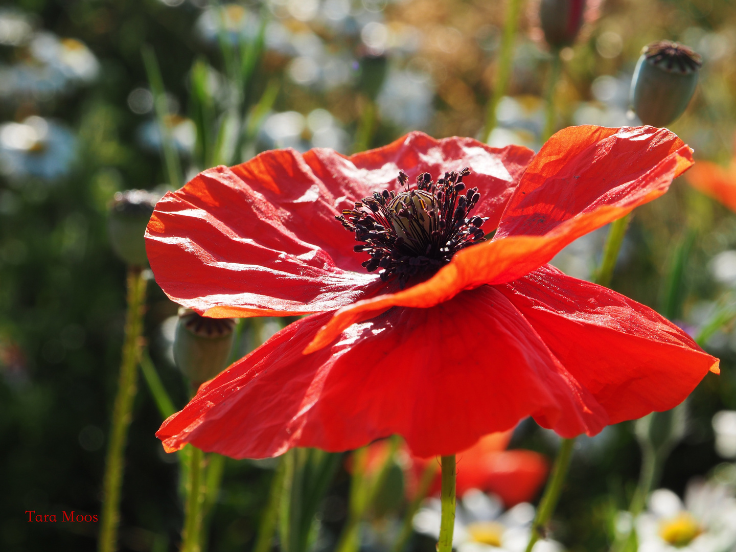 Mohn