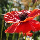 Mohn