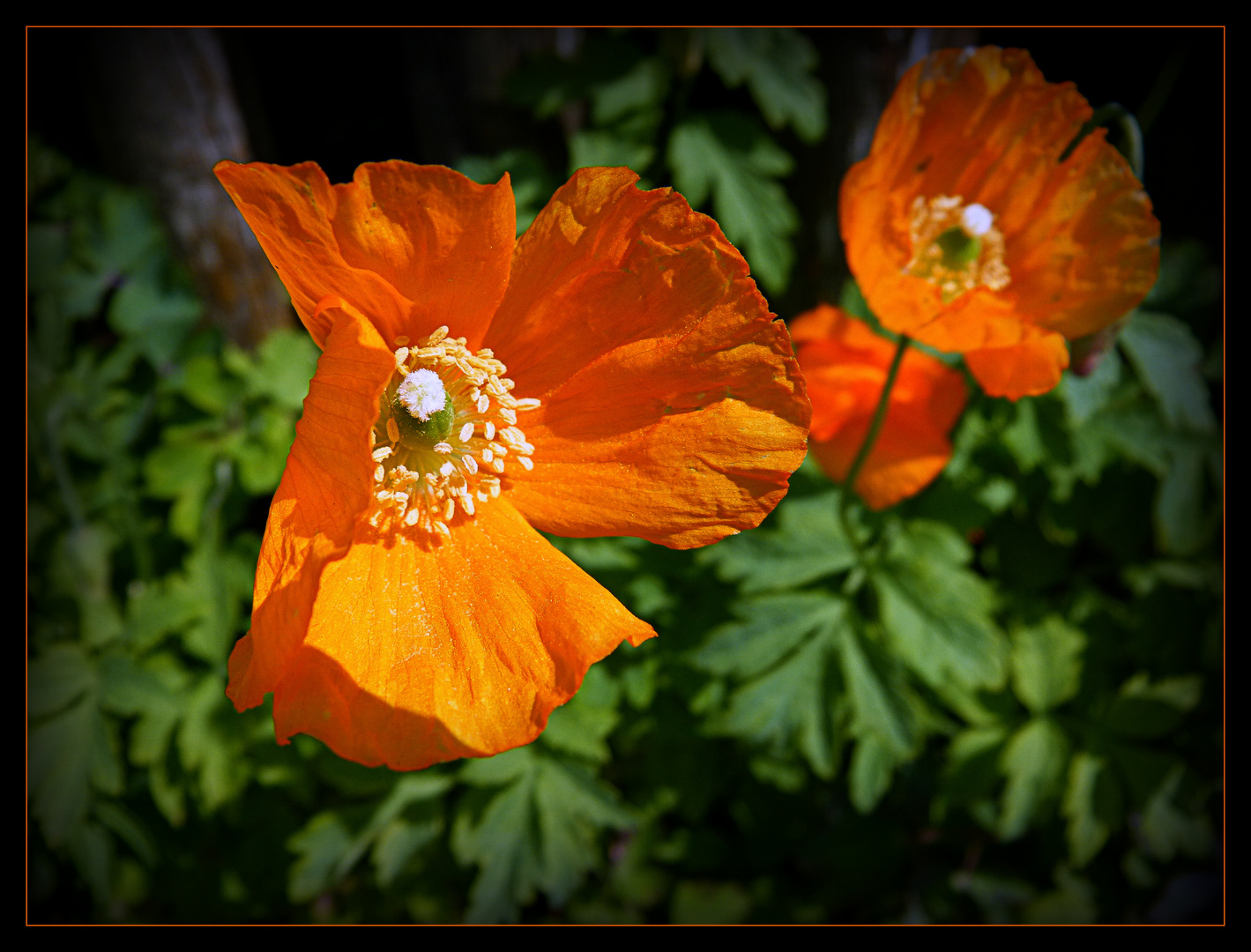 Mohn