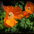 Mohn