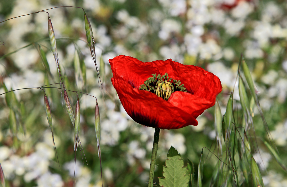 Mohn