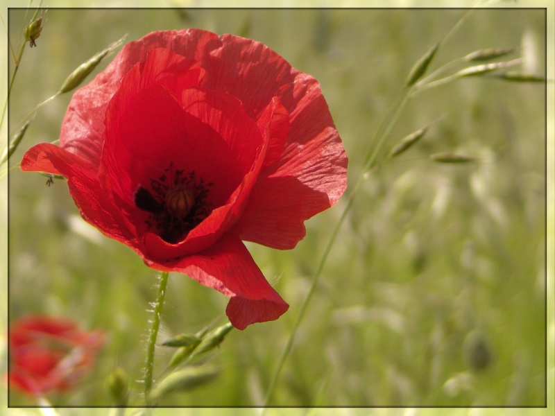 Mohn ;-)