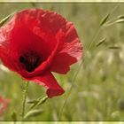 Mohn ;-)