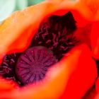 Mohn 3