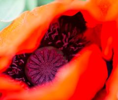 Mohn 3