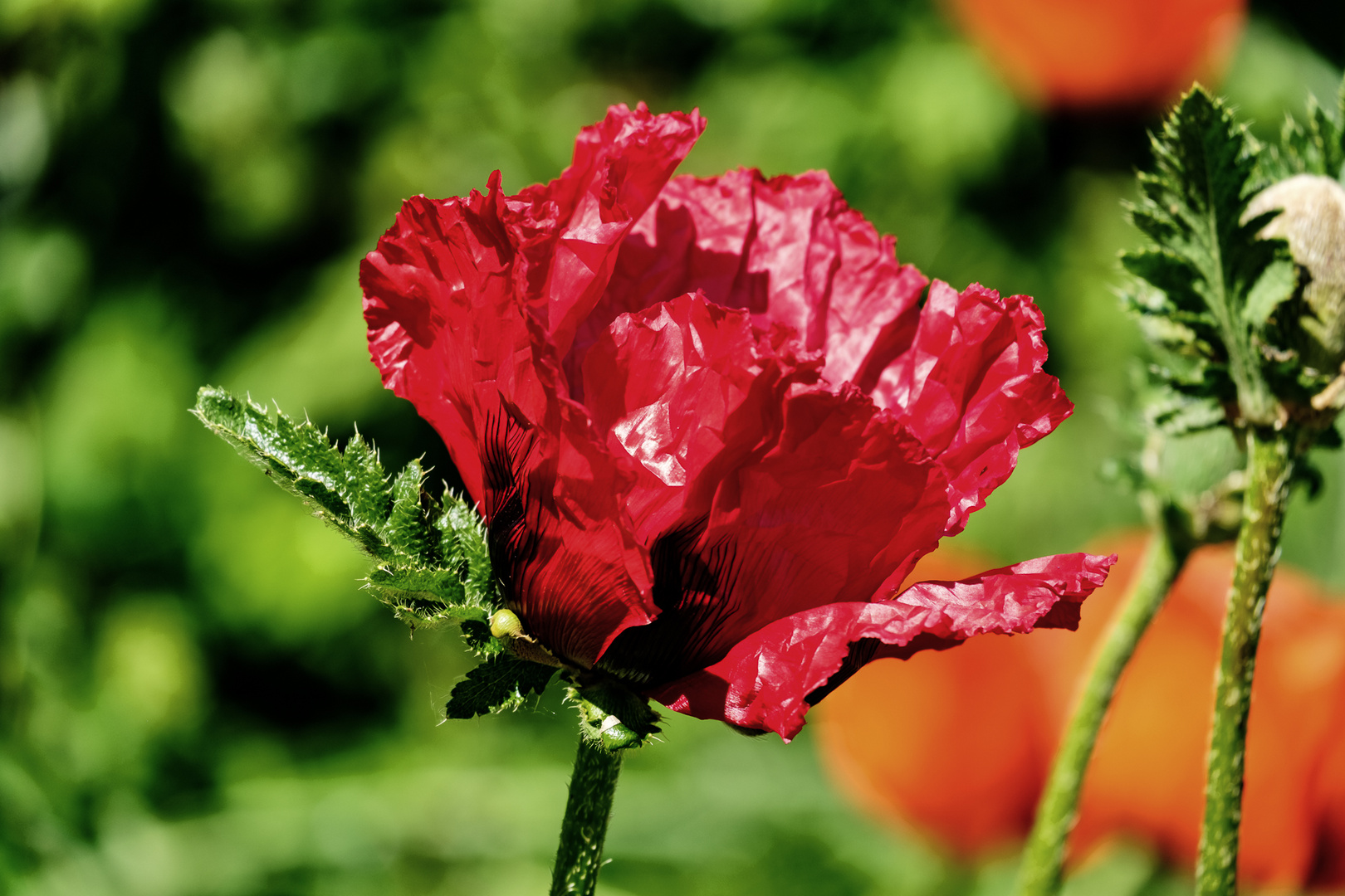 Mohn 3 