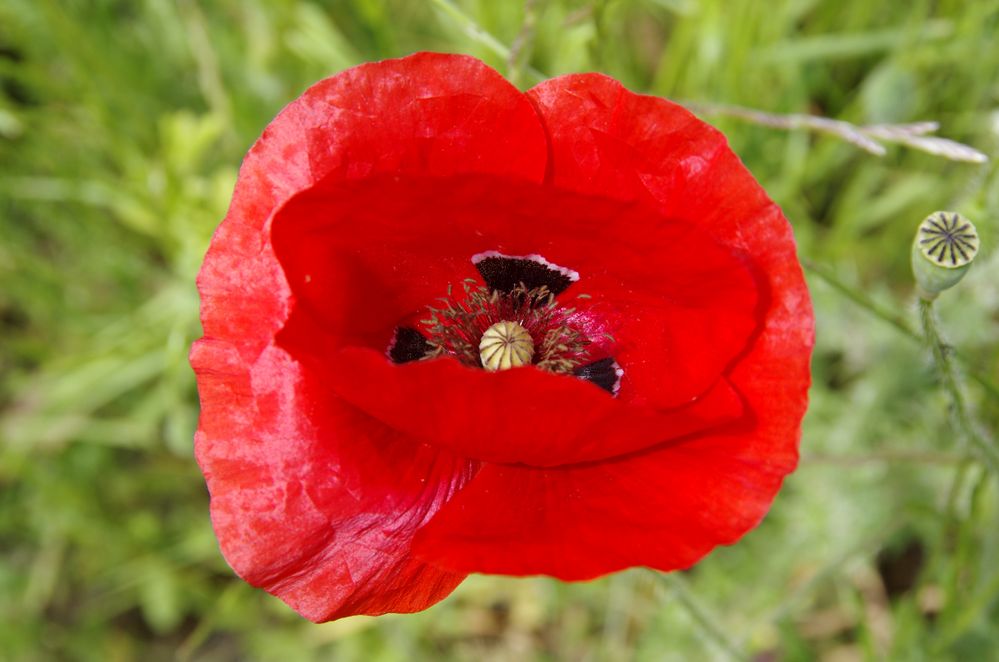 Mohn 3