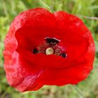 Mohn 3