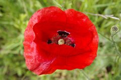 Mohn 3