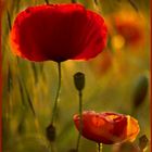 Mohn 3