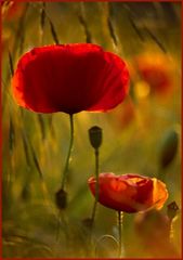 Mohn 3