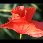 *Mohn 3*