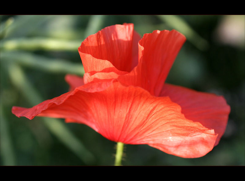 *Mohn 3*