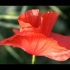 *Mohn 3*