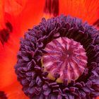 Mohn (3)