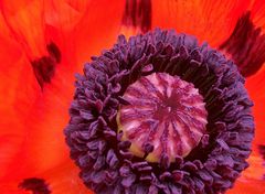 Mohn (3)