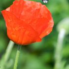 Mohn 3