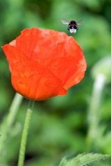 Mohn 3