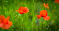 Mohn / 3