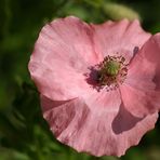 "Mohn 3"