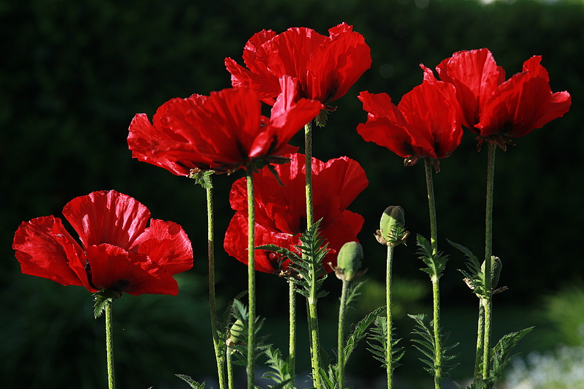 Mohn 3