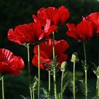 Mohn 3