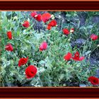 Mohn -3