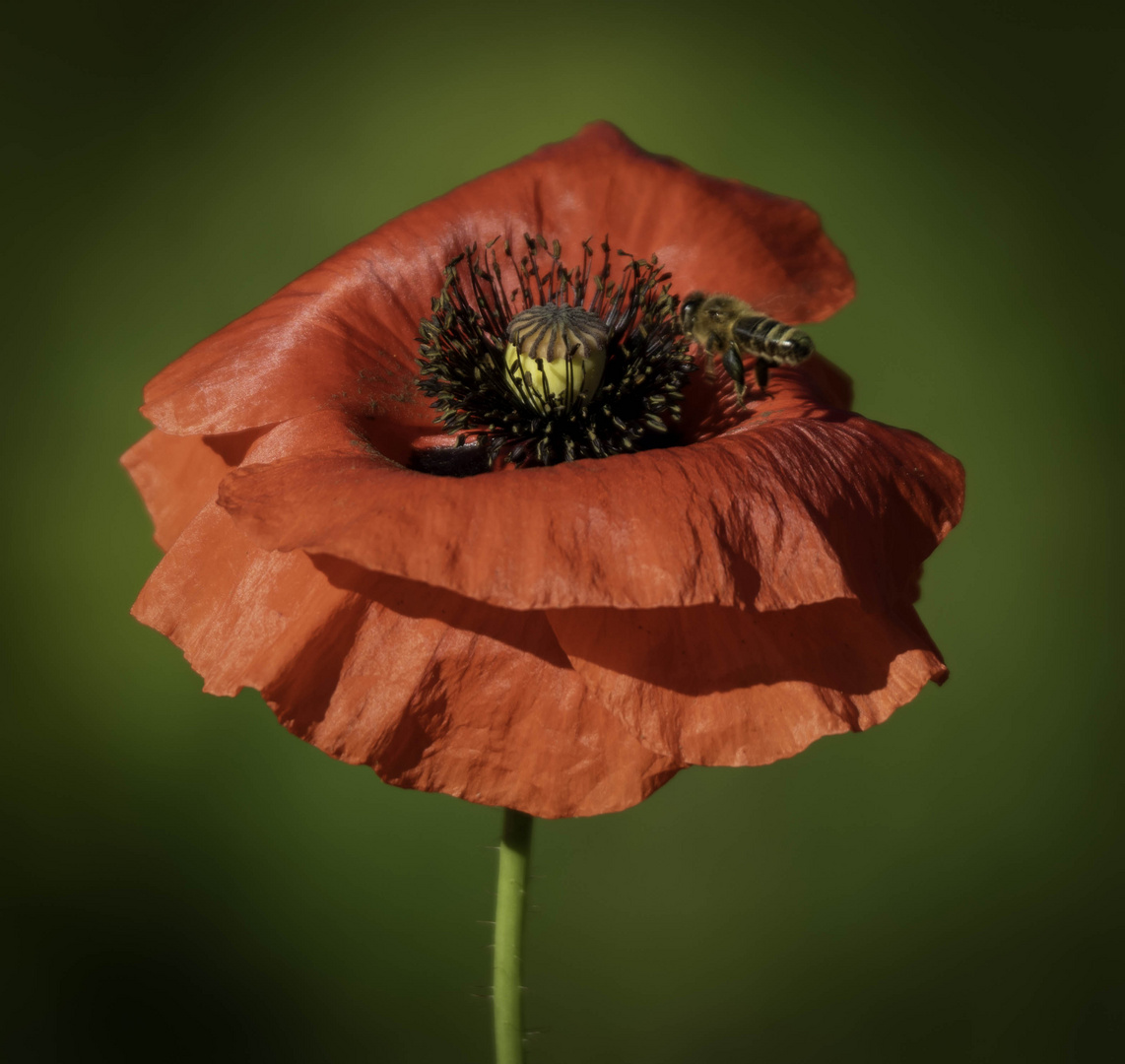 Mohn 3