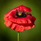 Mohn 3