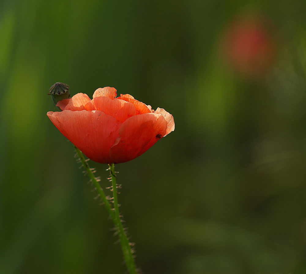 Mohn 3