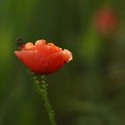 Mohn 3