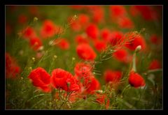 Mohn (3)