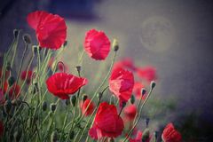 Mohn 3