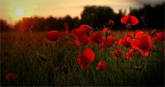 Mohn 3