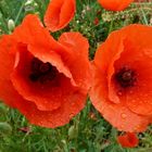 Mohn-3