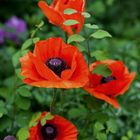 Mohn 3