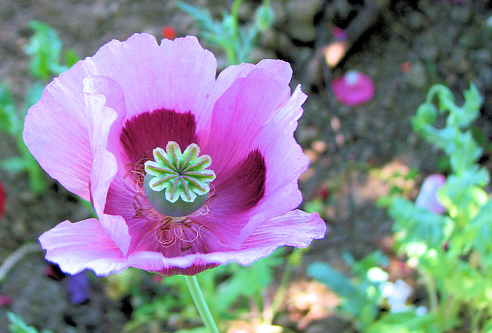 Mohn 3