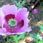 Mohn 3