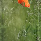 mohn 3