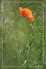 mohn 3